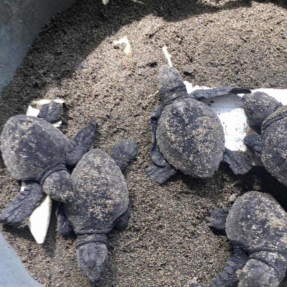 2017 Turtle Season Begins in July