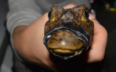 10 baby crocs on a nest were found at the Térraba River