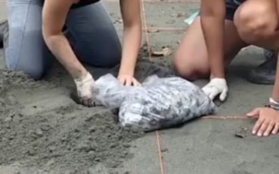 The turtle season 2018 has begun at Playa Tortuga, Ojochal