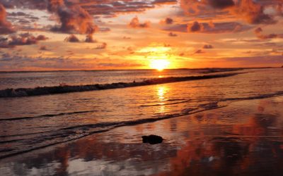 The first olive ridleys (an endangered species) of the season were released at RPT