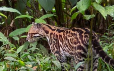 Effect of habitat fragmentation by properties on the Costa Rican mammal diversity and abundance