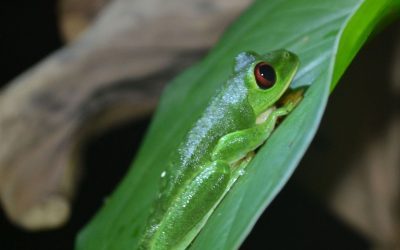 Snakes, spiders and other critters awareness talk was held at RPT