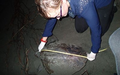 Calling out local volunteers for the upcoming turtle’s season