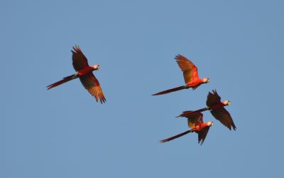 What is the trigger for macaws to visit Ojochal and the surroundings of the reserve?