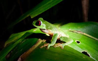 Study is showing some interesting facts about the red-eye tree frog