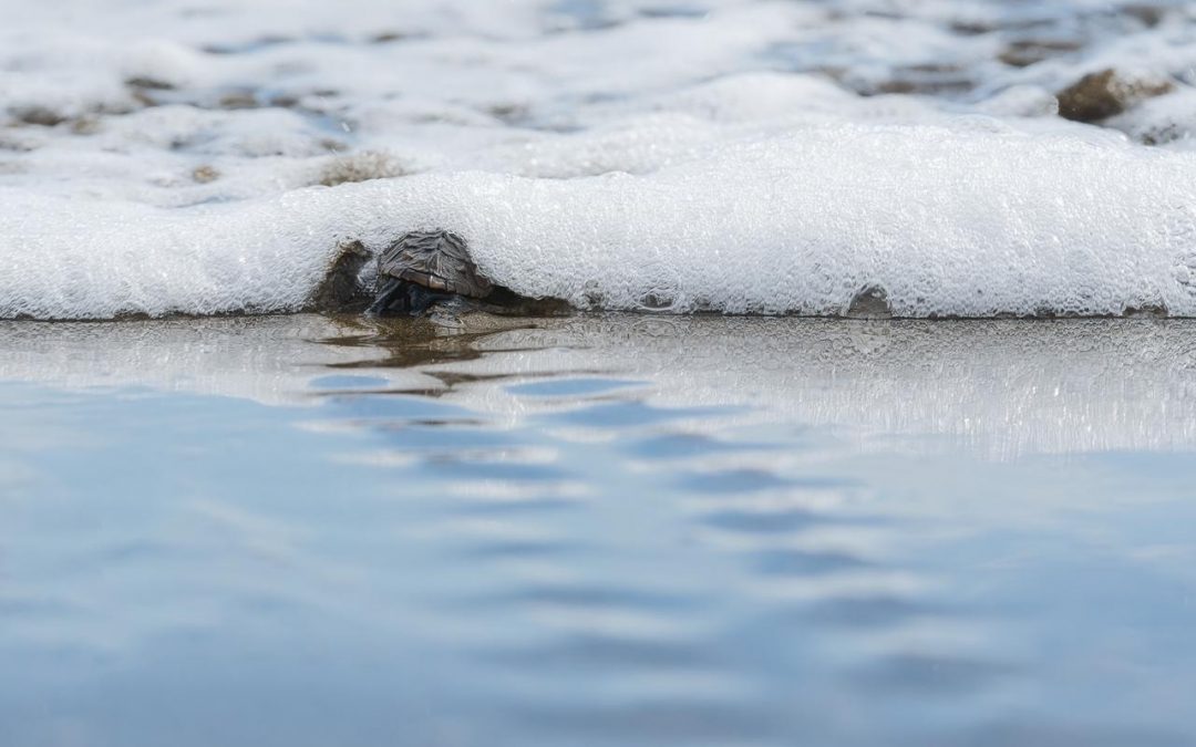 First record of Hawksbill Turtles at Playa Hermosa, Uvita