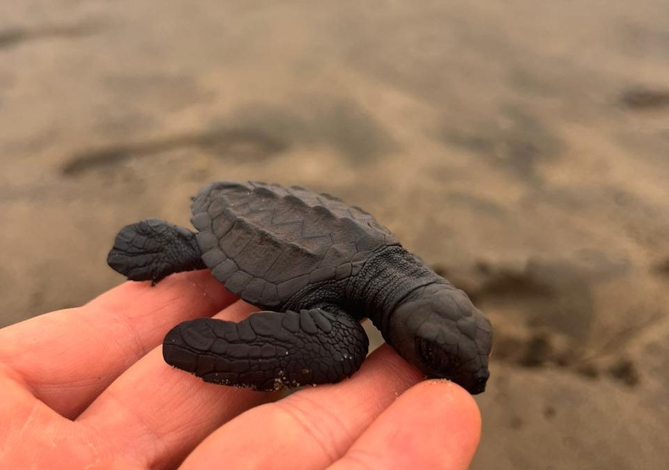 Vehicles en Playa Hermosa cause the death of newly hatched Olive Ridlet sea turtles